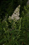 White meadowsweet